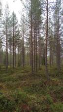 Heiskari 698-402-142-9 määräala 1