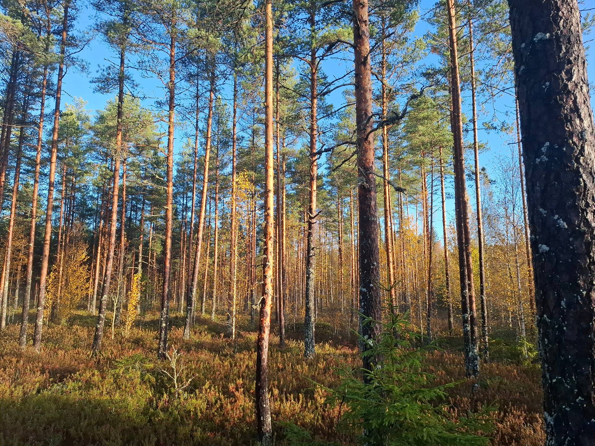 Tammenkorpi 790-574-8-27 1