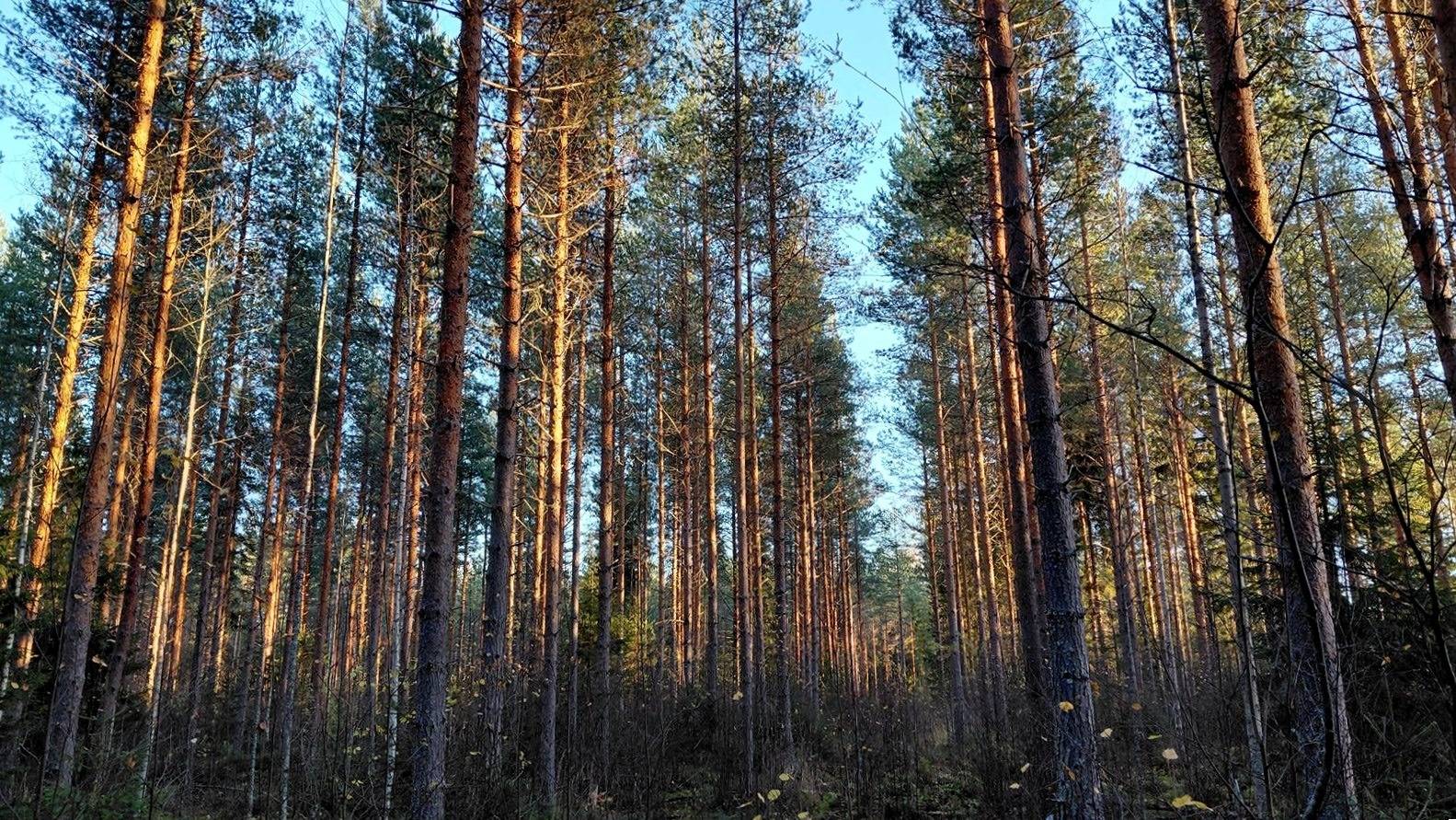 Liukkola 593-417-6-38 1