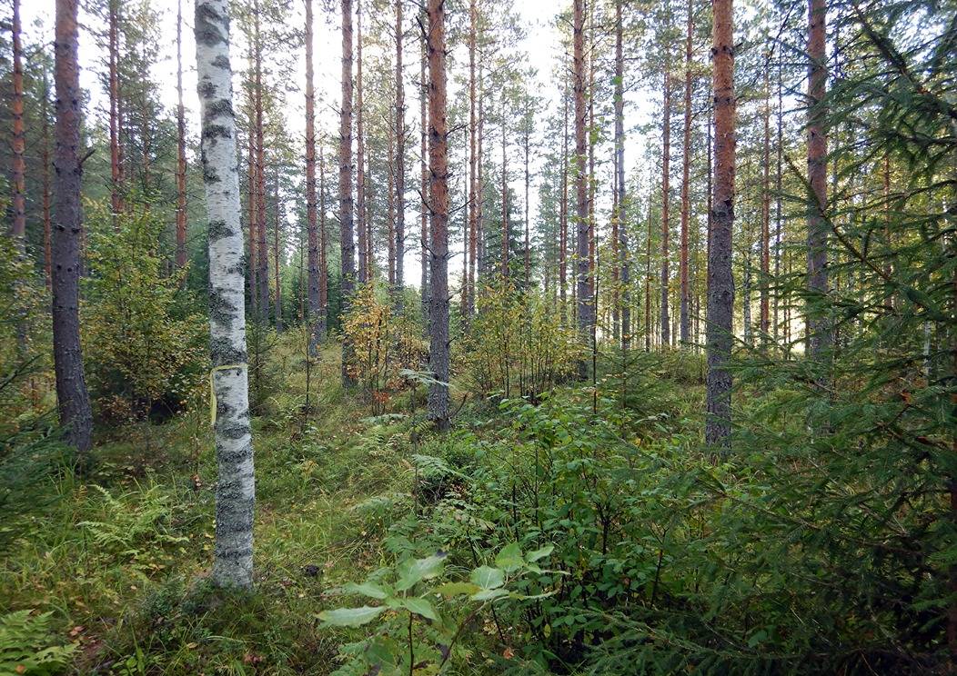 Välilampi 4:10 (778-424-4-10 1