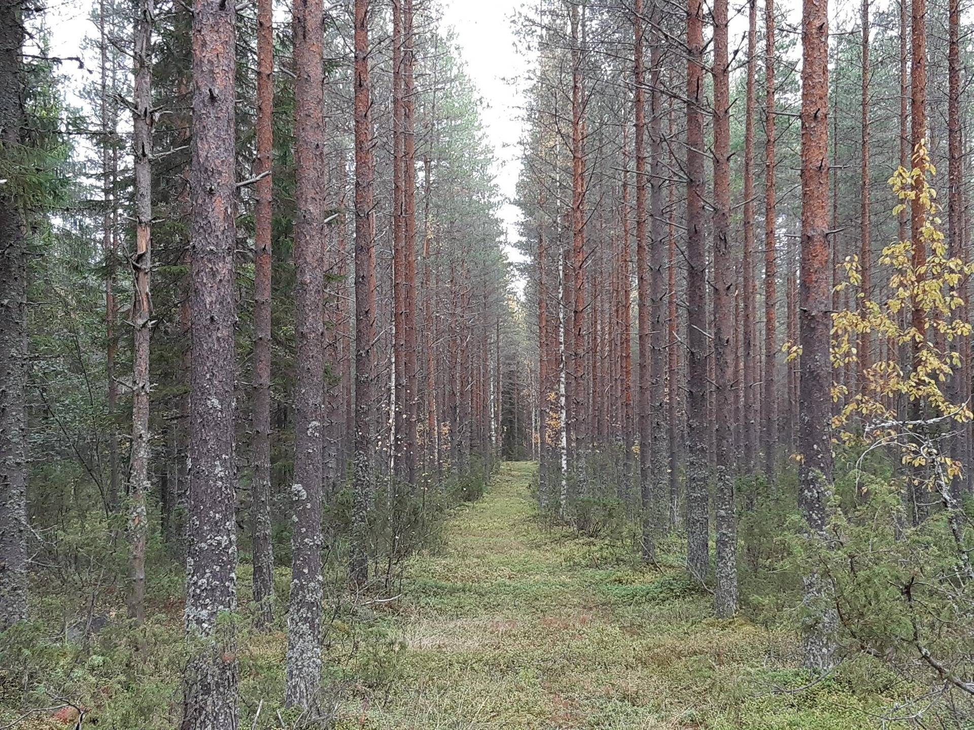 HEIKKILÄ 13:6 ja LISÄ-HEIKKILÄ 13:16, Nurmijoki 1