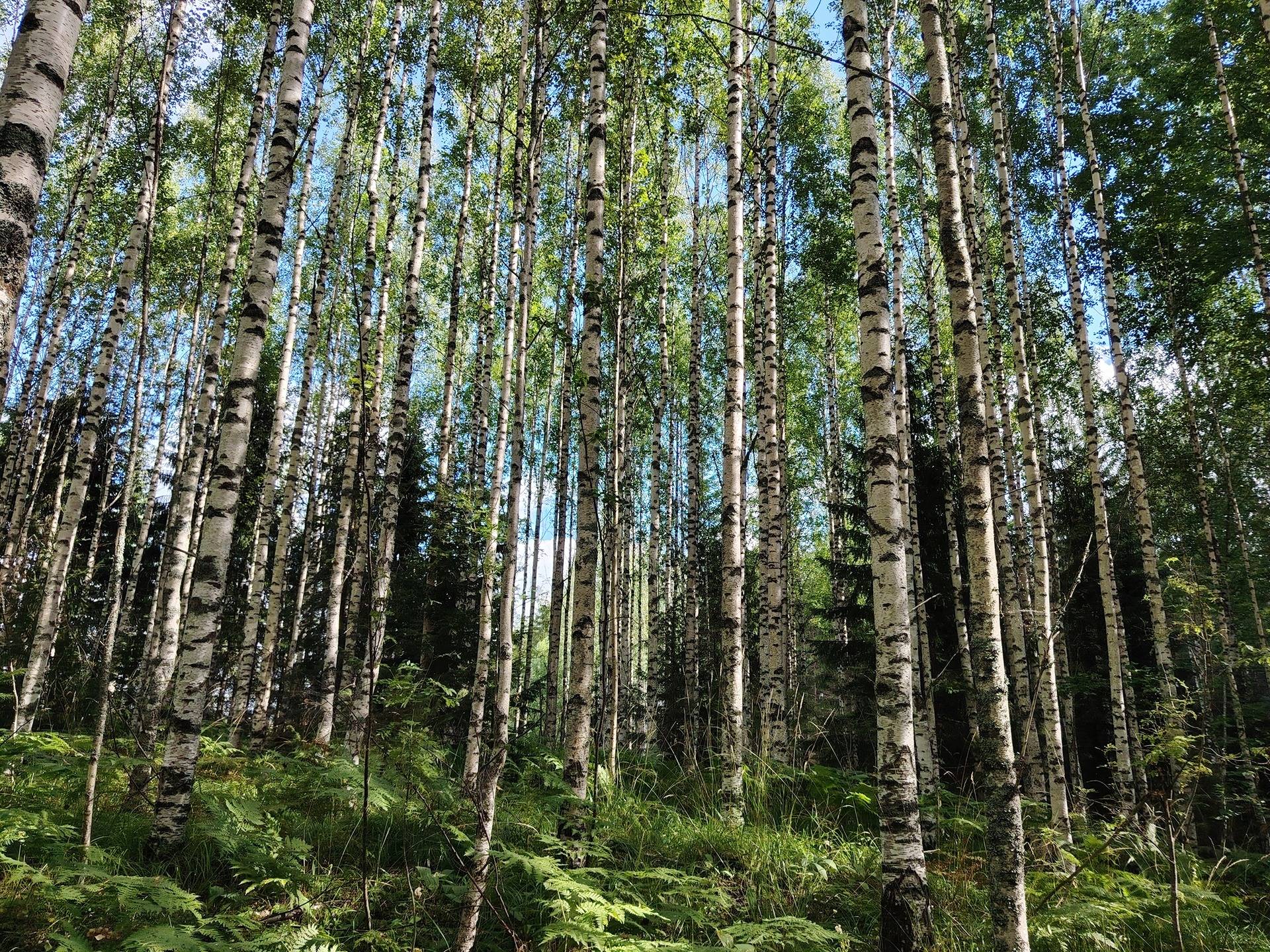 PÄIVÄKUMPU 260-429-1-26 1