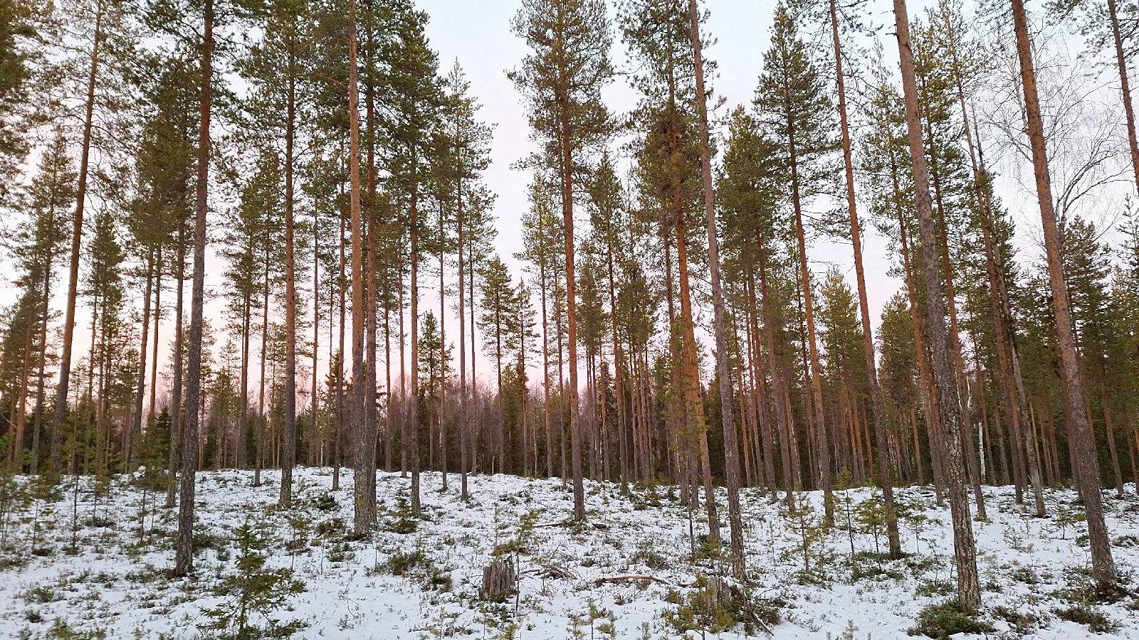 Kaivosniitty 698-408-64-14, Kumpu 698-408-19-11 ja Poikajärvi 698-408-64-13 1