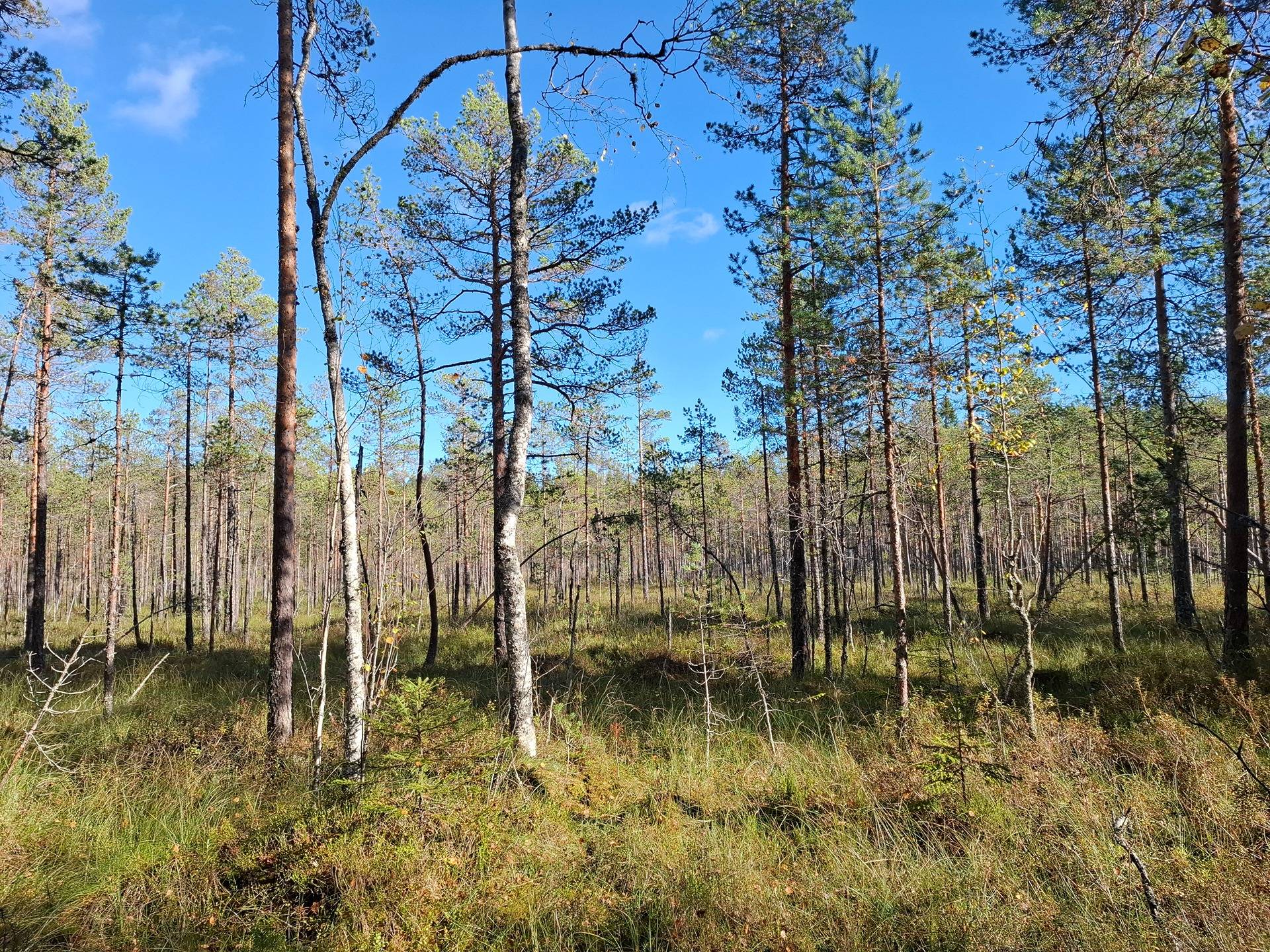 Jaskara 3:14 ja Kouri 3:7 määräalat 1