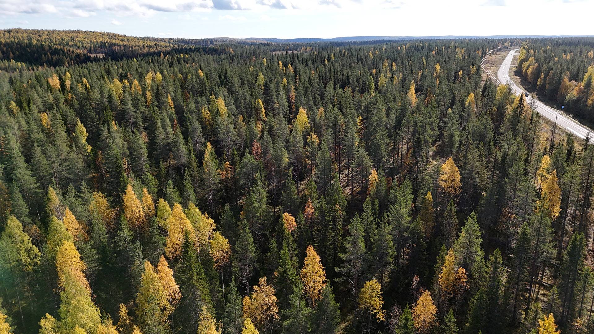 KUUSISTO 620-405-15-34 metsämääräala n.41,65 ha Puolangan kk:ltä n. 29 km 1