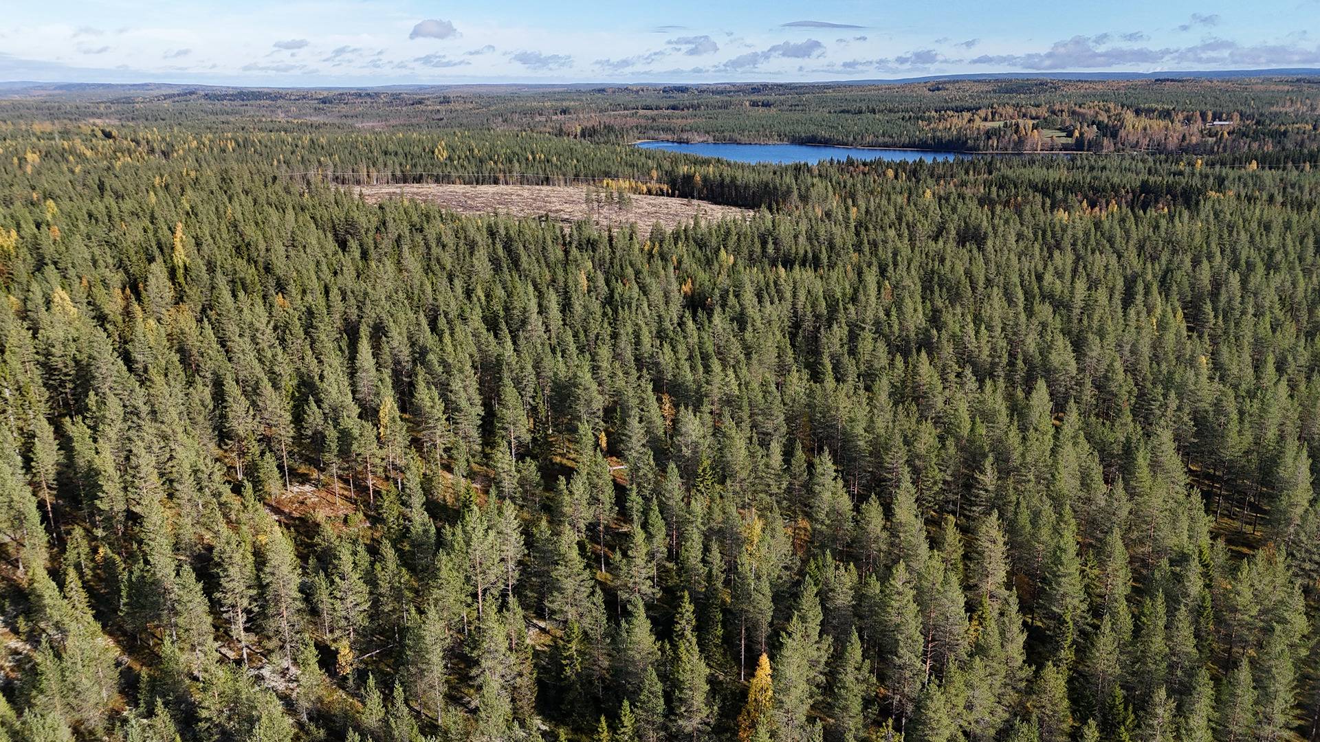 KANERVA 620-412-12-26 metsämääräala n.53,32 ha Puolangan kk:ltä n. 30 km 1