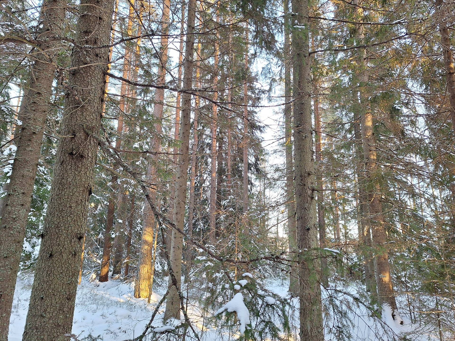 Ojamaa 1-269 ja Ojaniemi 1-185 1