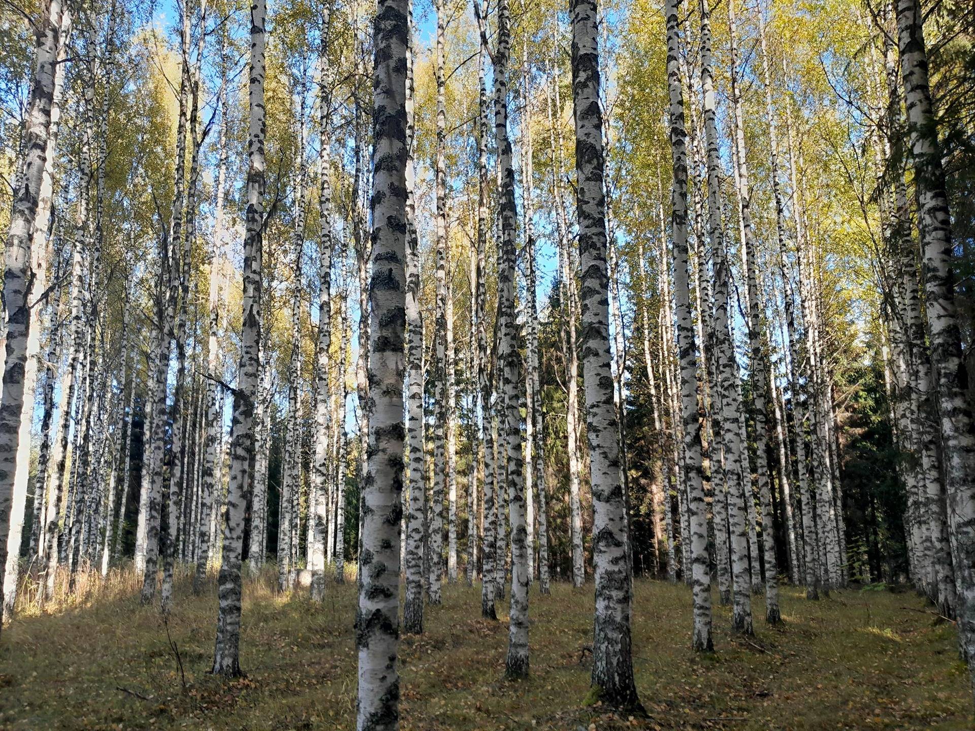 Autio 249-401-3-64 1