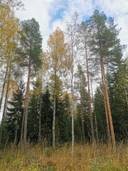 Maa- ja metsätila (Määräala): noin 32,9 ha, VAINIO-LAURI; 51-413-1-20, Eurajoki. 1