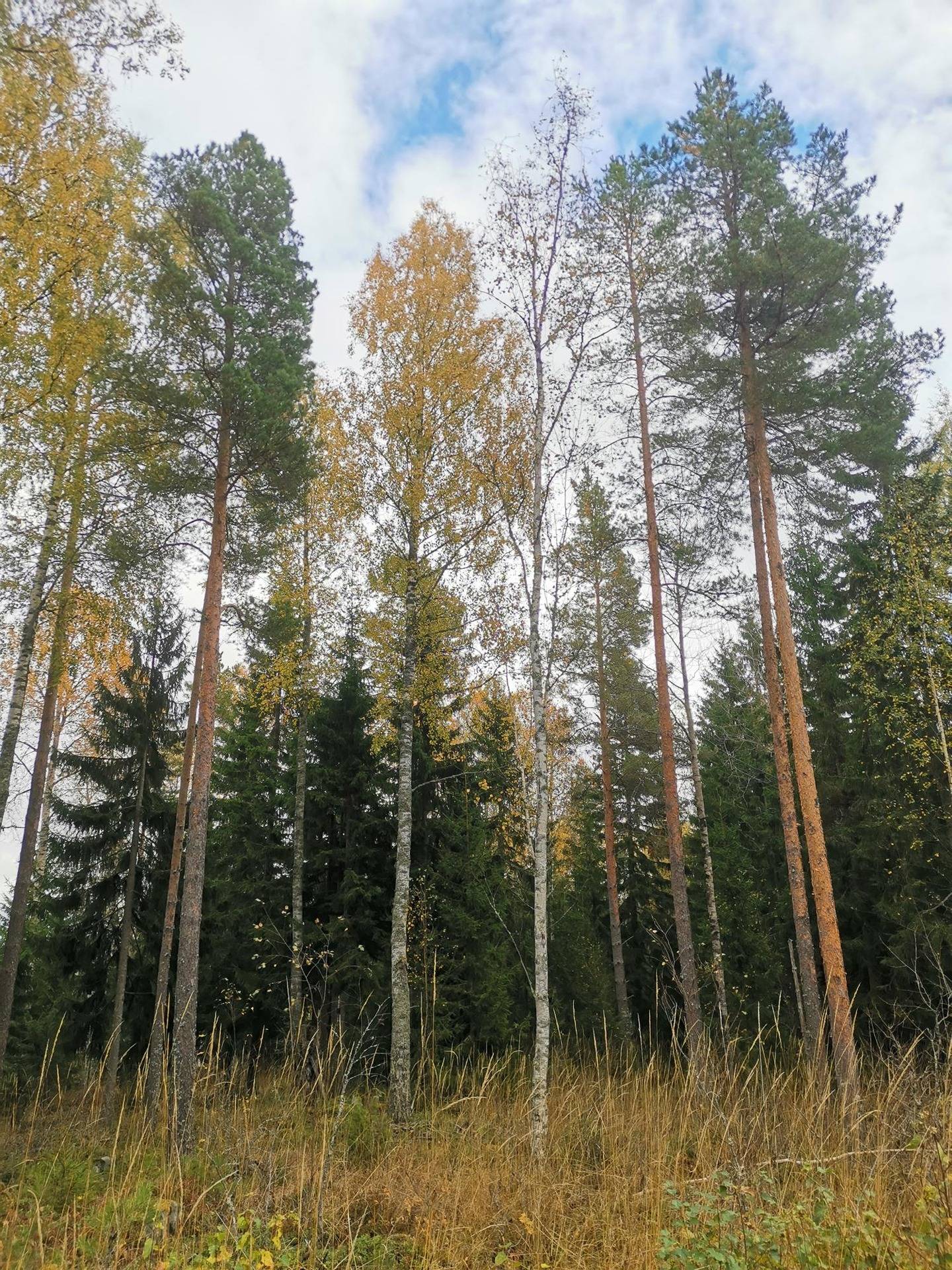 Maa- ja metsätila (Määräala): noin 32,9 ha, VAINIO-LAURI; 51-413-1-20, Eurajoki. 1
