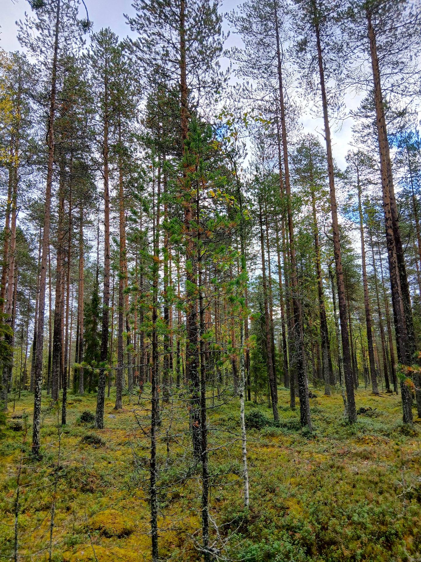 Kariniemi 320-411-12-17 määräala 1