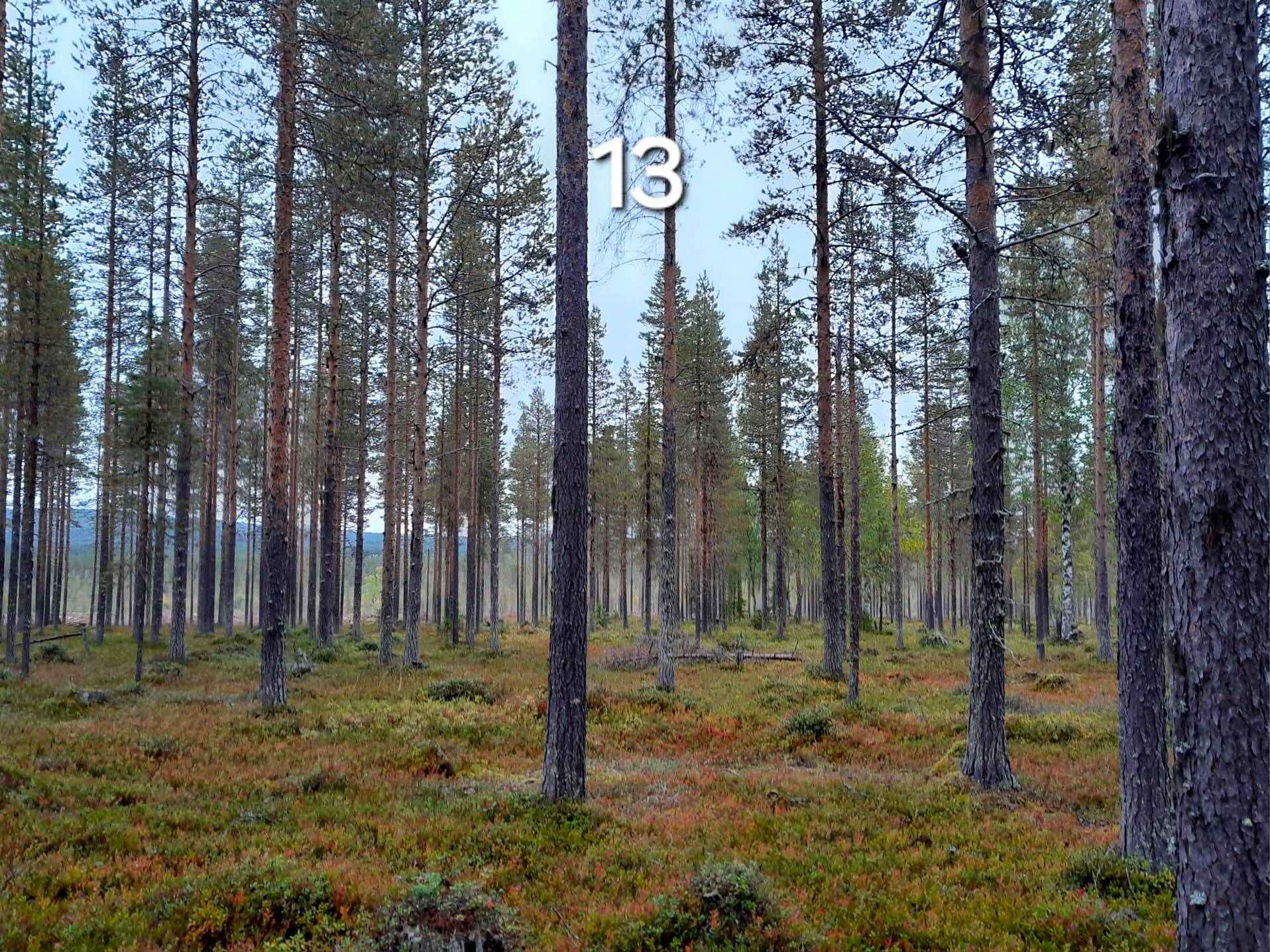 Harjula 758-404-4-25 määräala 1