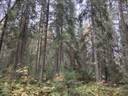 KORPISUO 260-423-11-97 Päätye 1