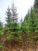 297-474-1-65 Välimäki, 297-474-1-55 Hakala 1