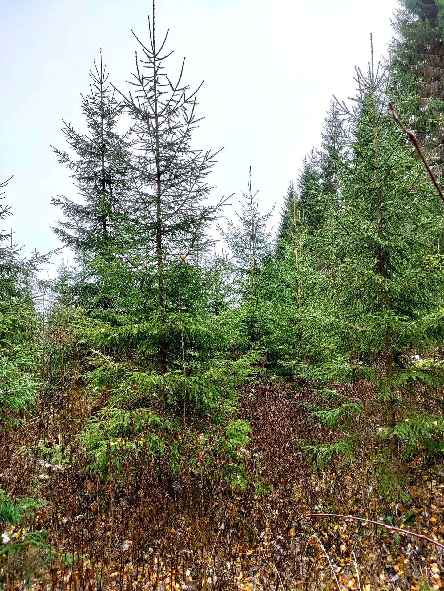 297-474-1-65 Välimäki, 297-474-1-55 Hakala 1