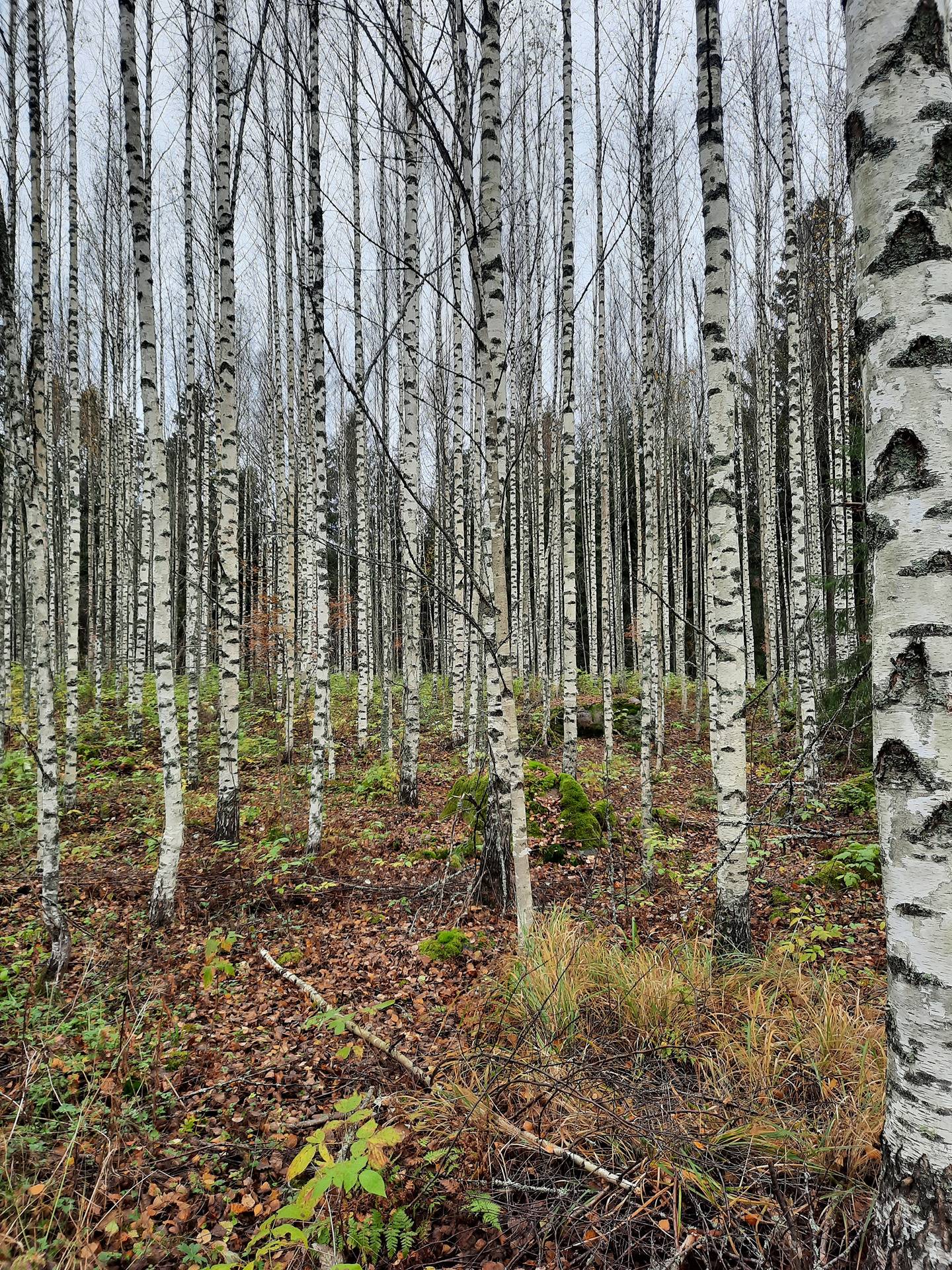 Hakaniemi 12:10 1
