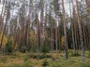 Metsätilakokonaisuus: Yht. 12,6 ha; SIIPOLA; 503-462-2-10 ja ORKOLA; 503-462-2-18, Mynämäki, Peräniityntie 1
