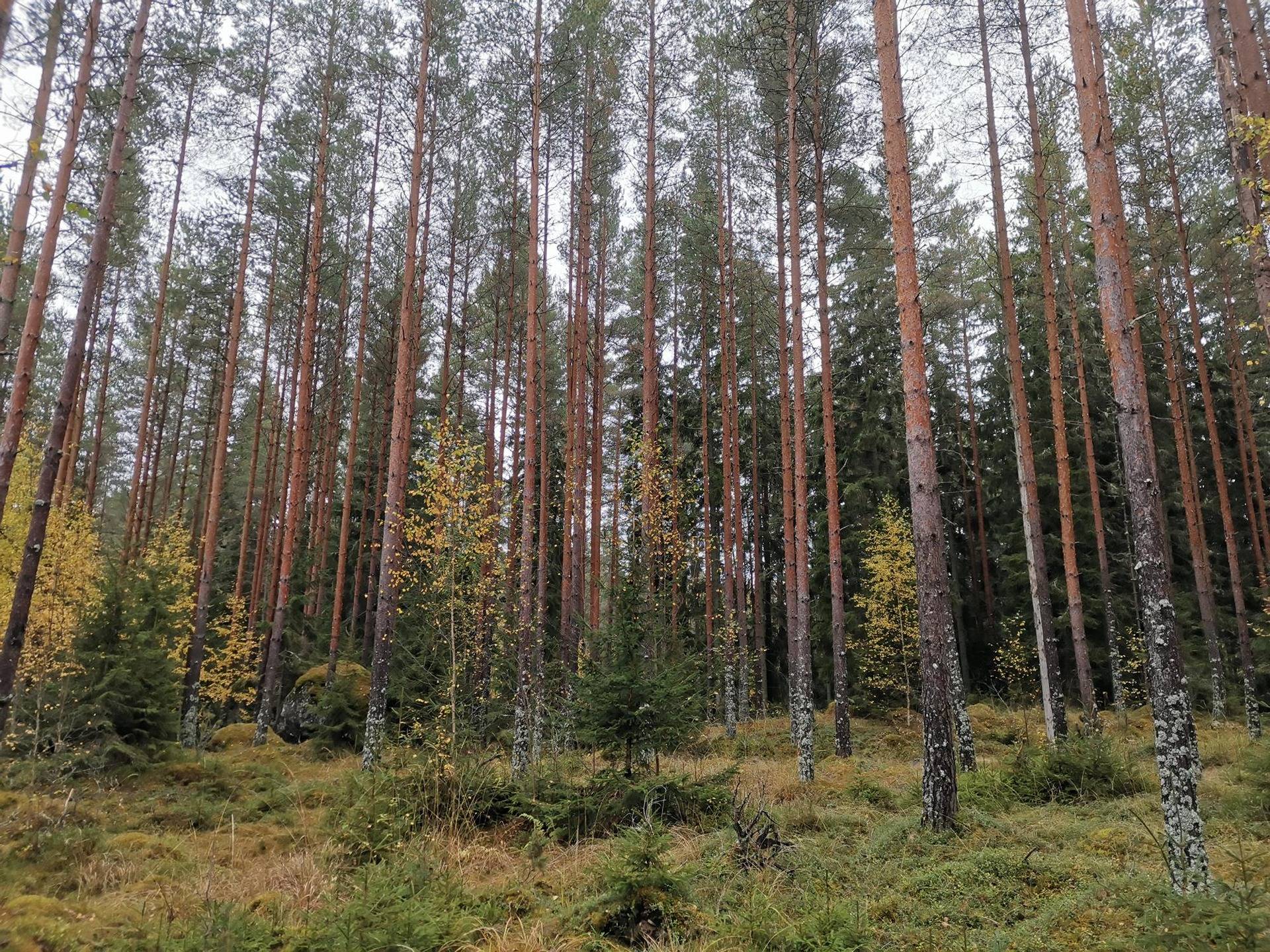 Metsätilakokonaisuus: Yht. 12,6 ha; SIIPOLA; 503-462-2-10 ja ORKOLA; 503-462-2-18, Mynämäki, Peräniityntie 1