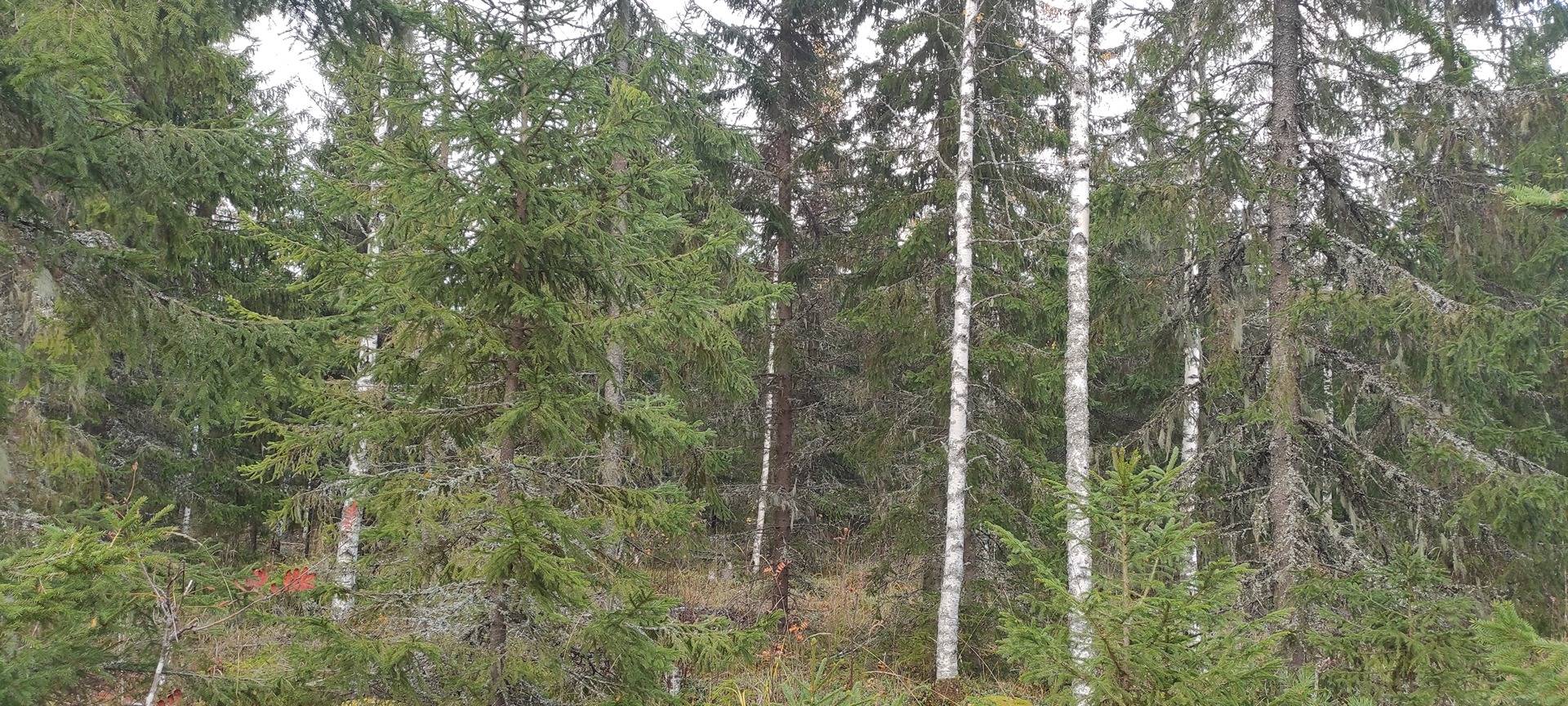 Koskela 505-412-1-161 määräala 1