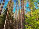 Vimpeli Huopana TAPIOLA 13:317 ja METSÄLÄ 13:315 -metsätilat yhteensä 22,7 ha 1