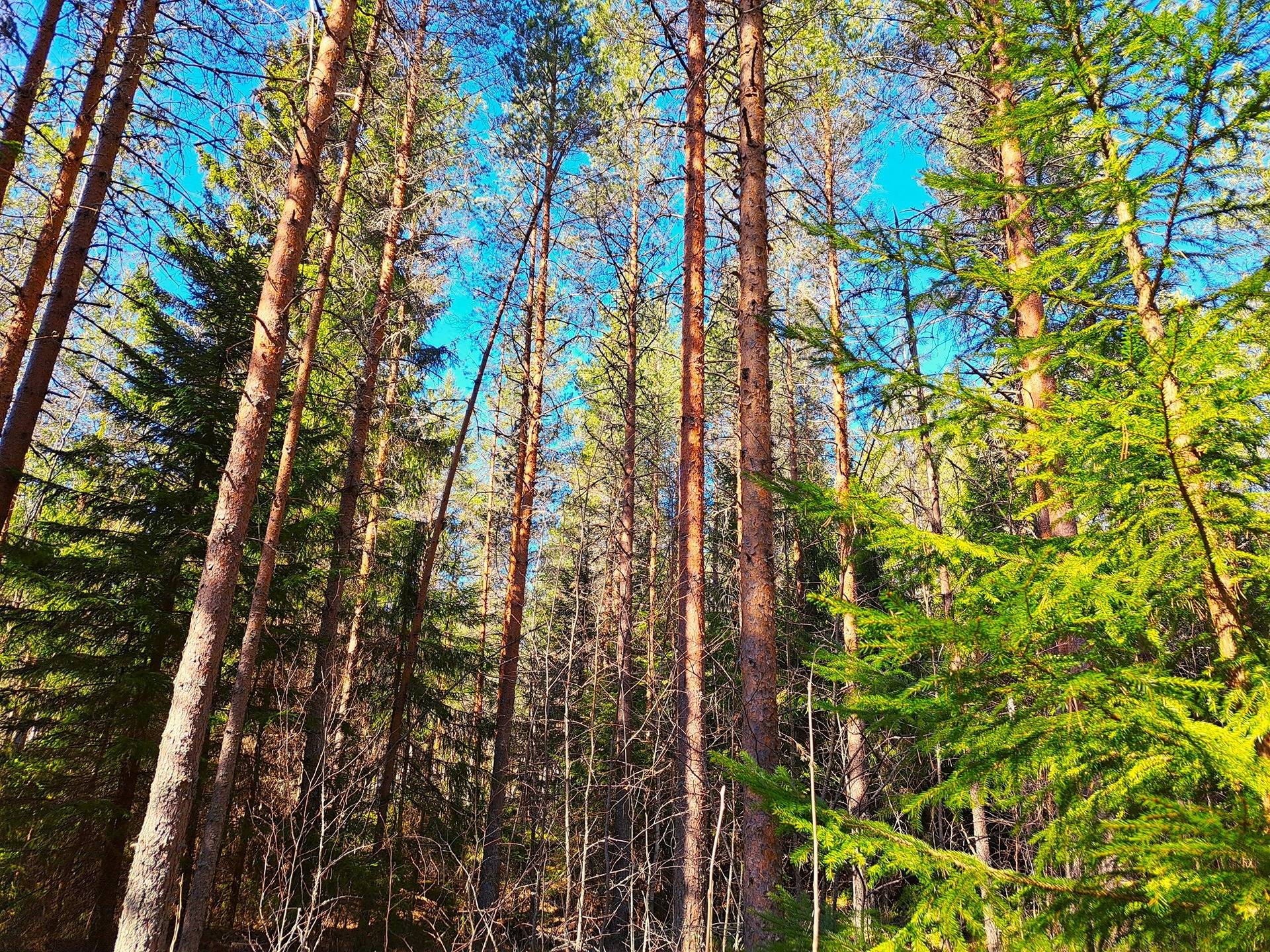 Vimpeli Huopana TAPIOLA 13:317 ja METSÄLÄ 13:315 -metsätilat yhteensä 22,7 ha 1