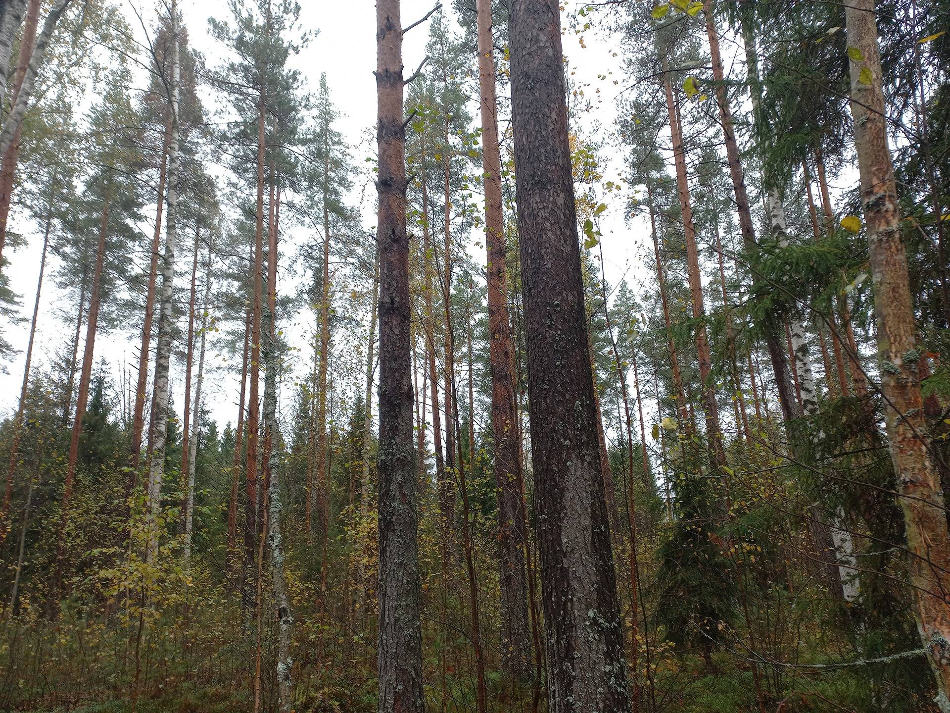 Jalasjärvi Uusimaa 164-411-4-119 1