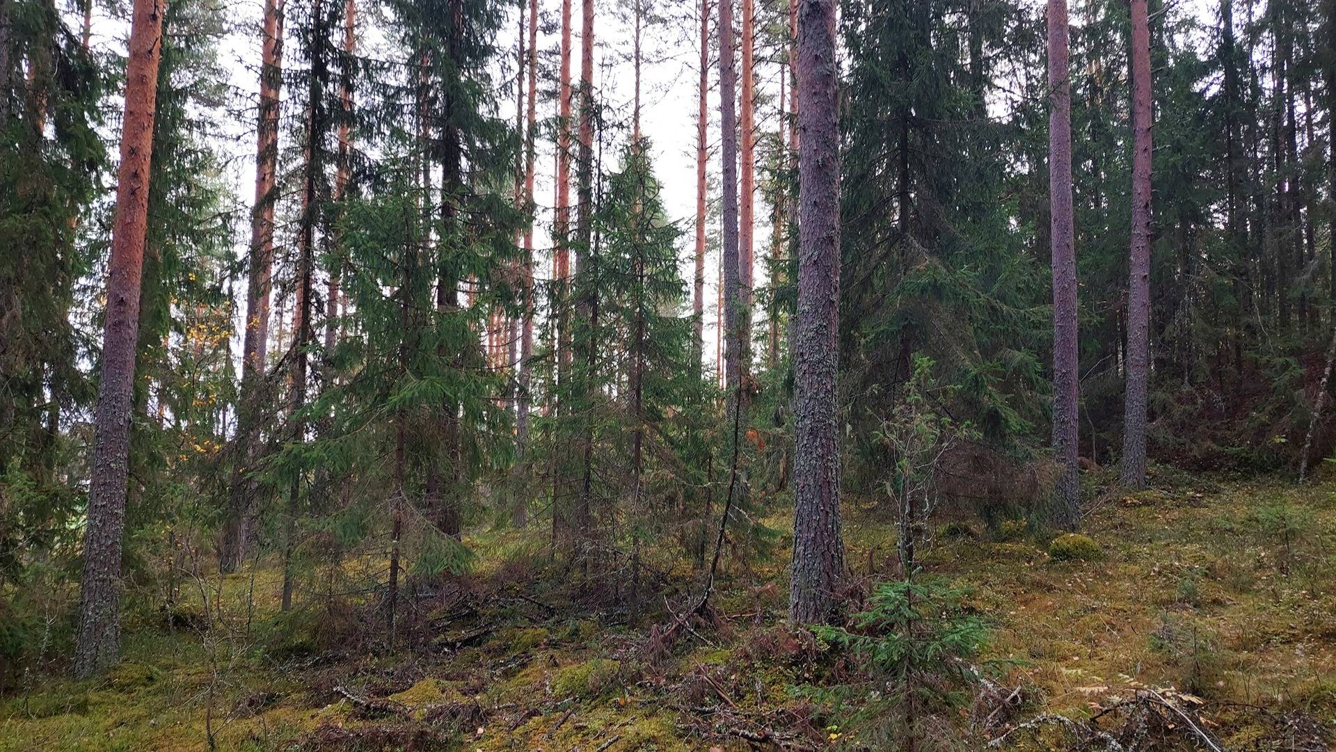 Mäkelä 416-437-5-12 1