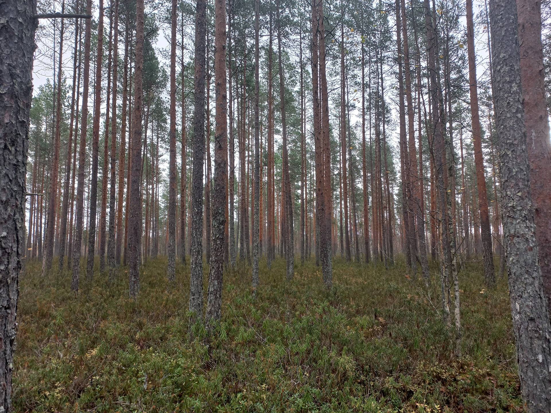 Jalasjärvi Uusineva 164-411-4-58 1