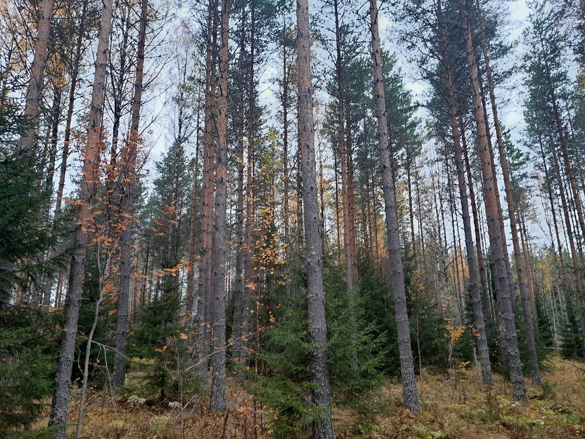Kortelahti 249-401-4-11 ja Lisä-Kortelahti 249-401-4-21 1