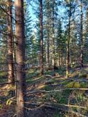 Portinaho 90-404-13-3 ja Koirasuo 90-404-11-10 1