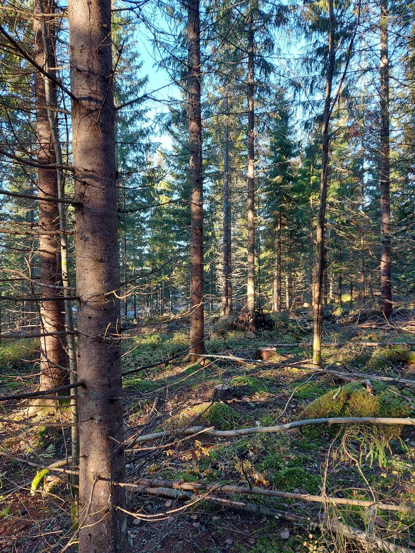 Portinaho 90-404-13-3 ja Koirasuo 90-404-11-10 1