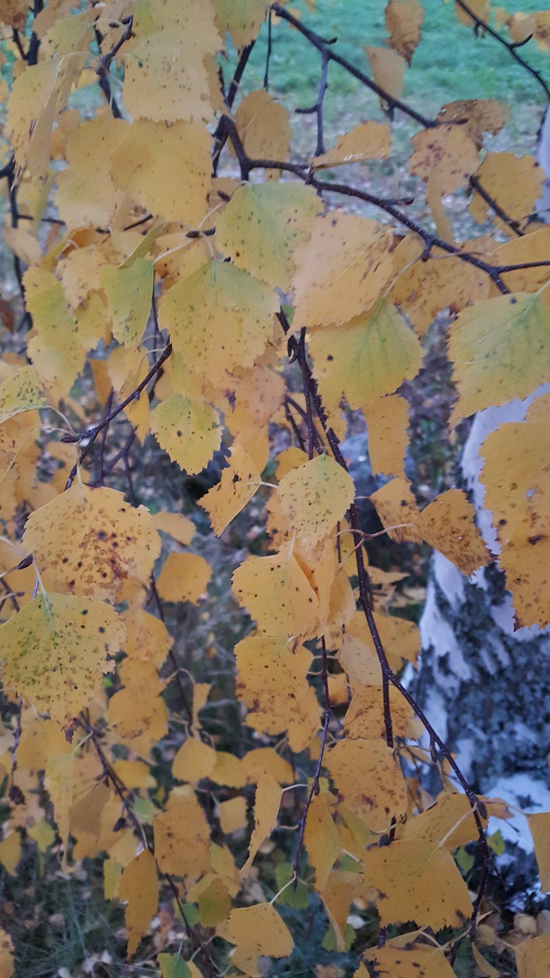 Storgård 7:45, Nyby 1