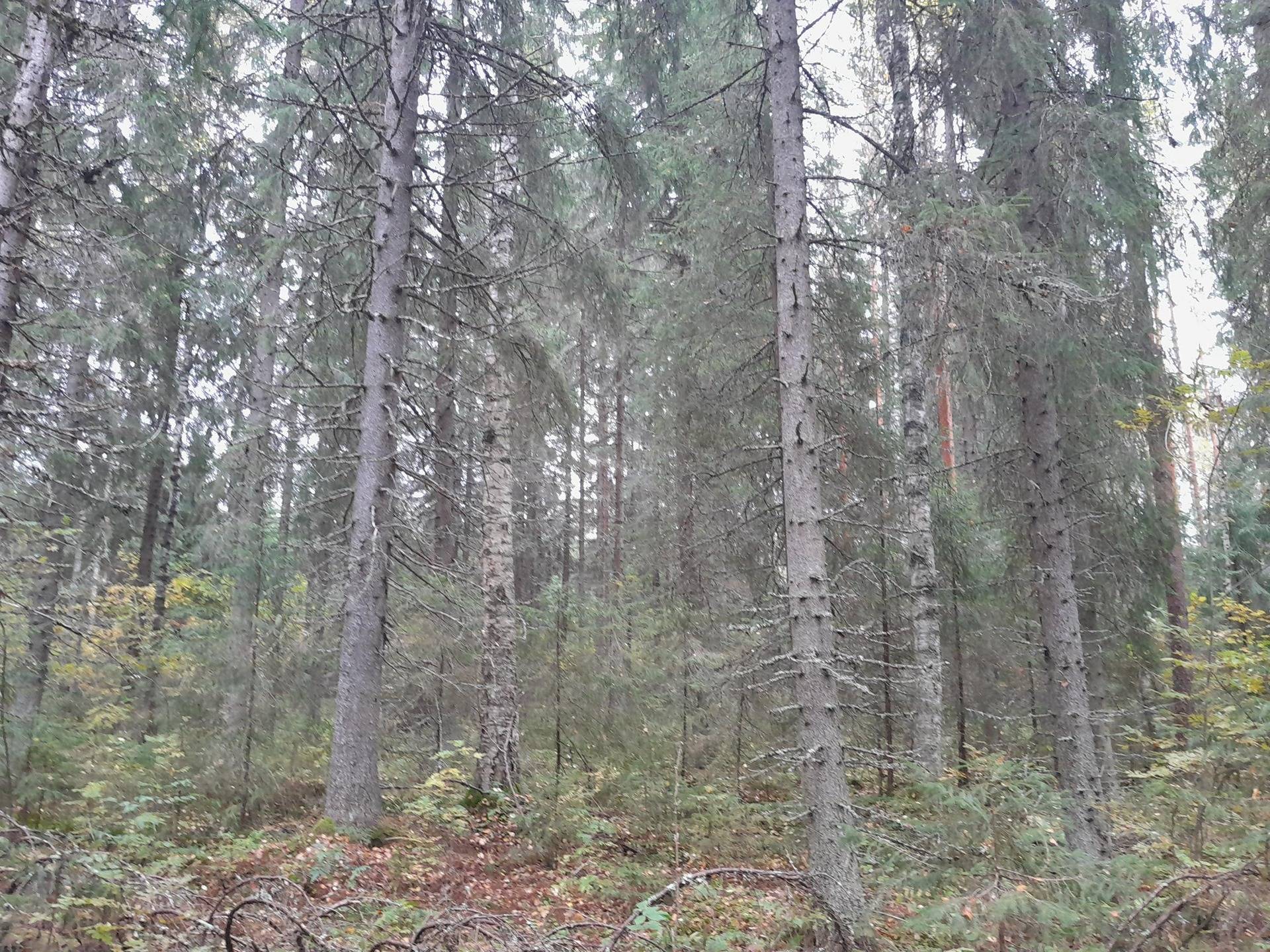 Haahkalanmetsä 495-403-14-235 ja Haahkala II 495-406-4-9 1