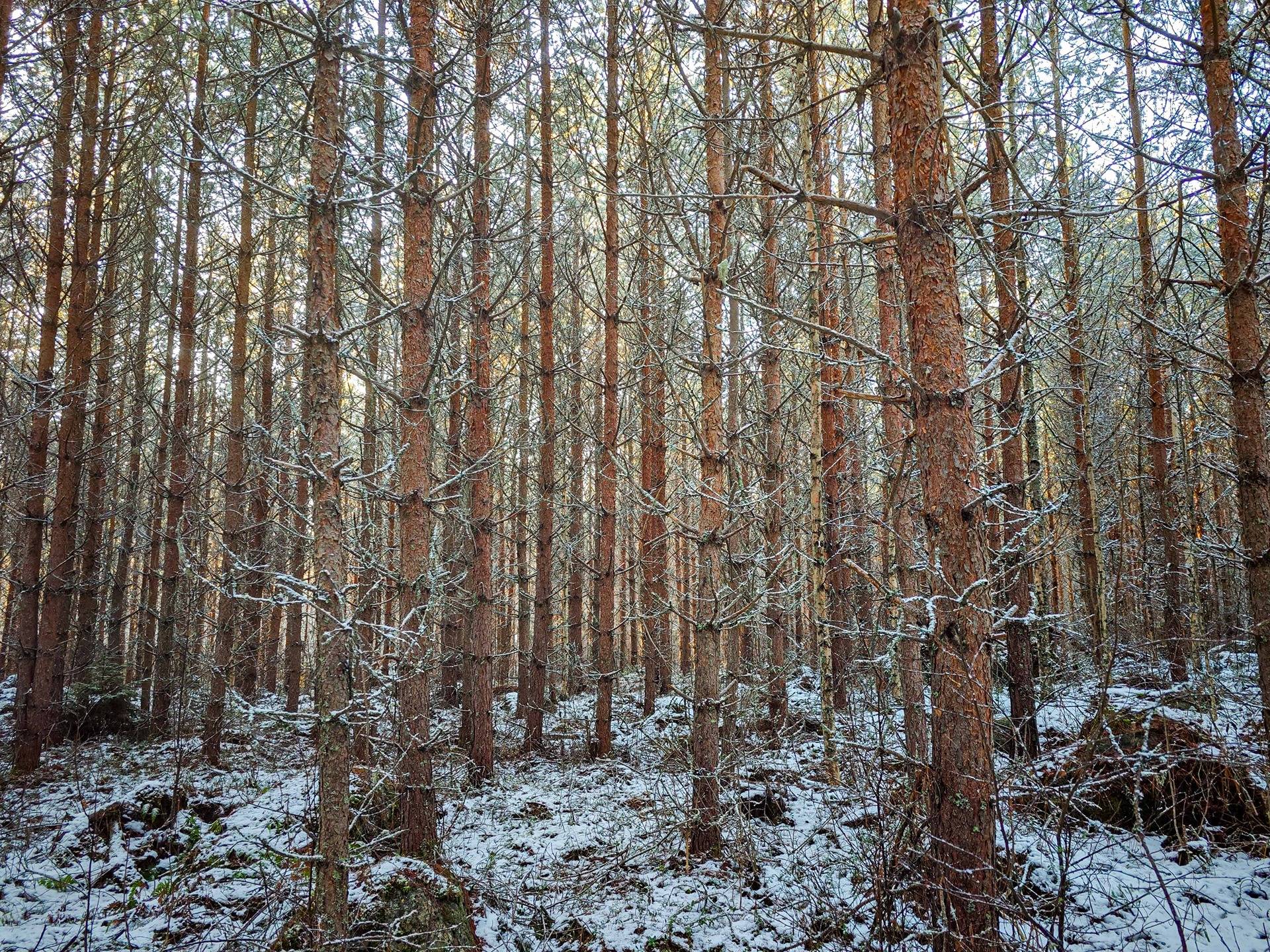 Vähäkyrö, Tervajoki, Flaaming 905-451-1-16 (määräala), Rintamäki 905-451-1-20 ja Vienola 905-451-1-19 1