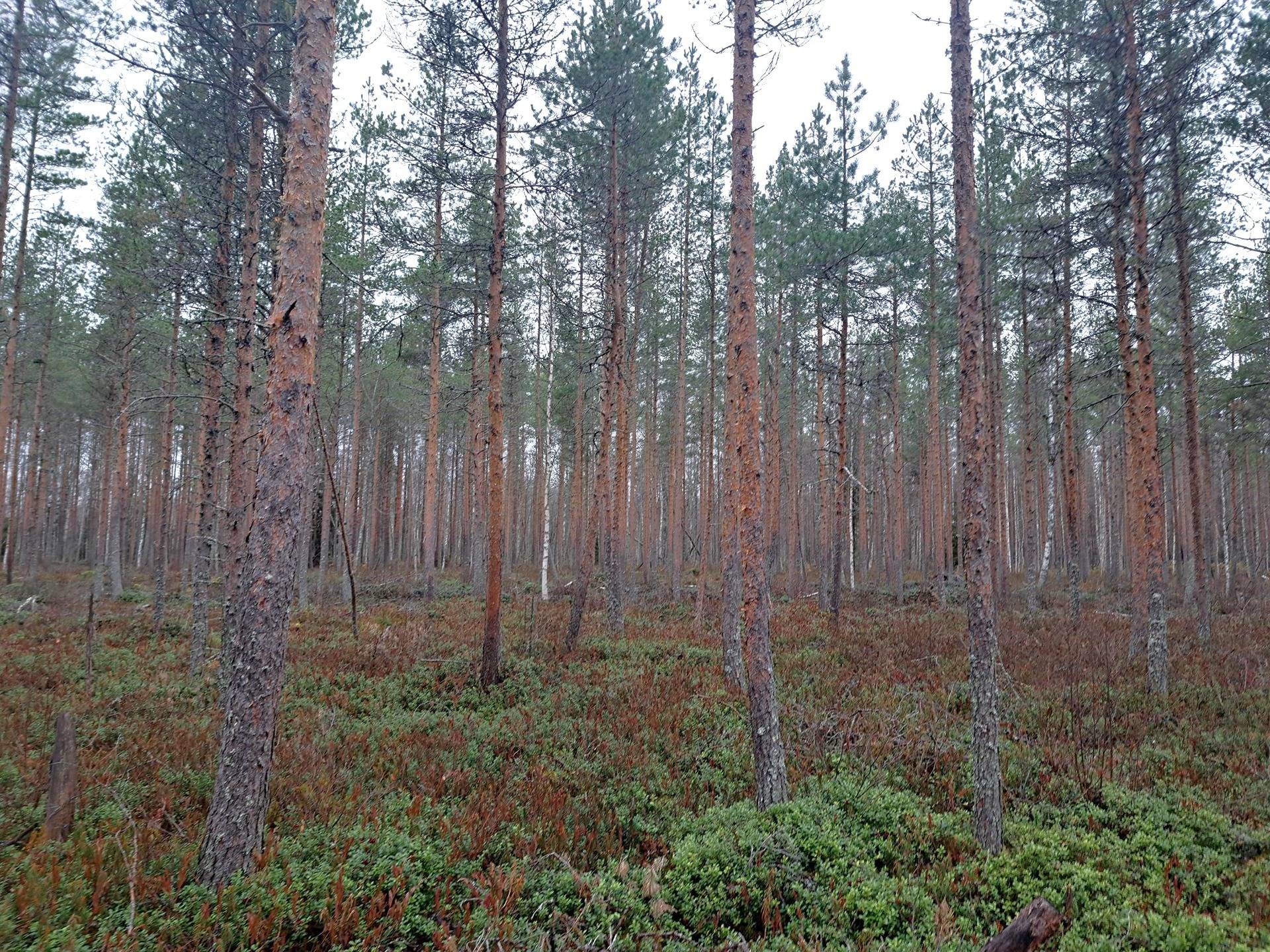 Suohyötylä 791-421-18-10 1