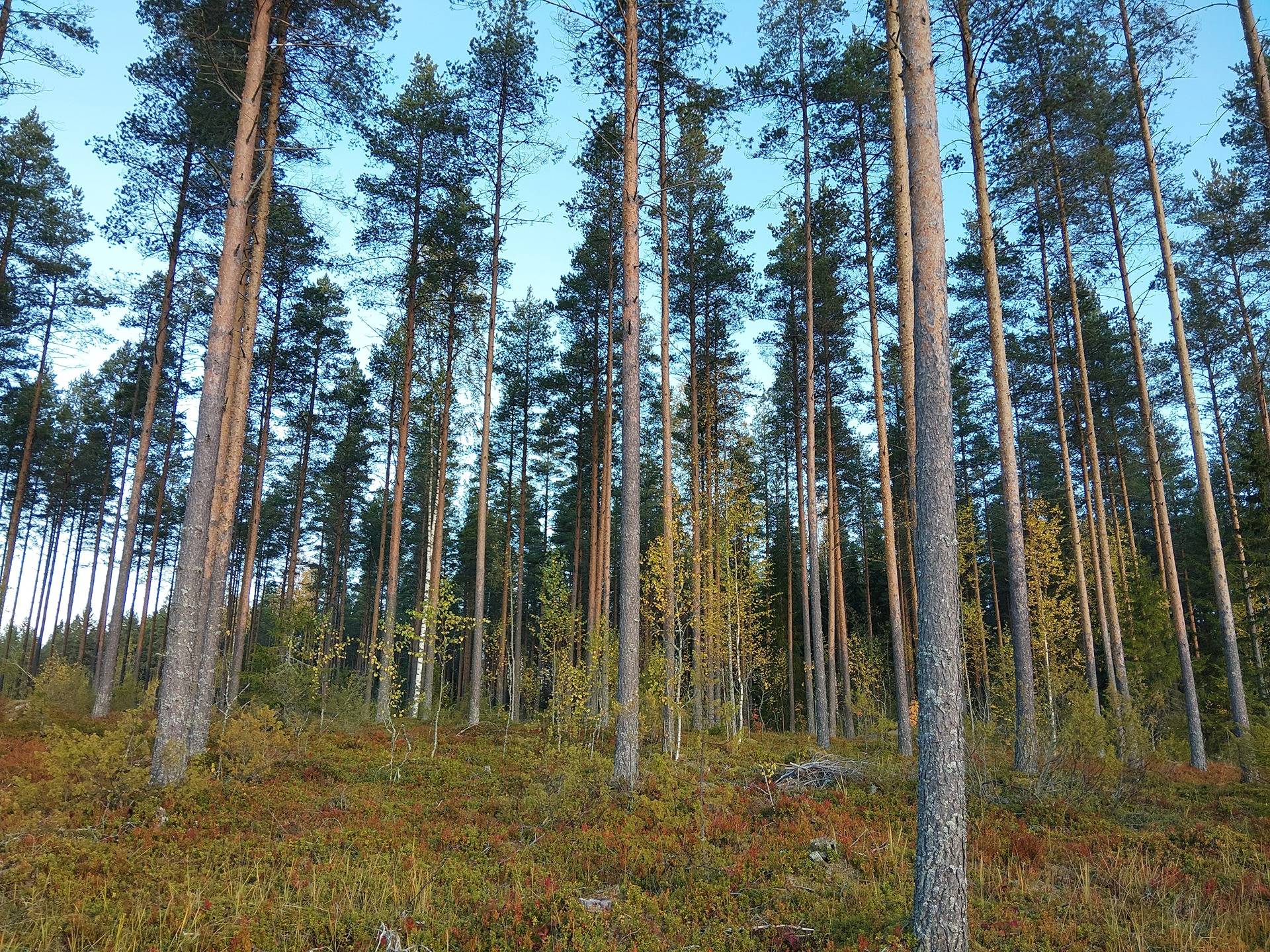 Ohrakangas 601-403-61-2 1