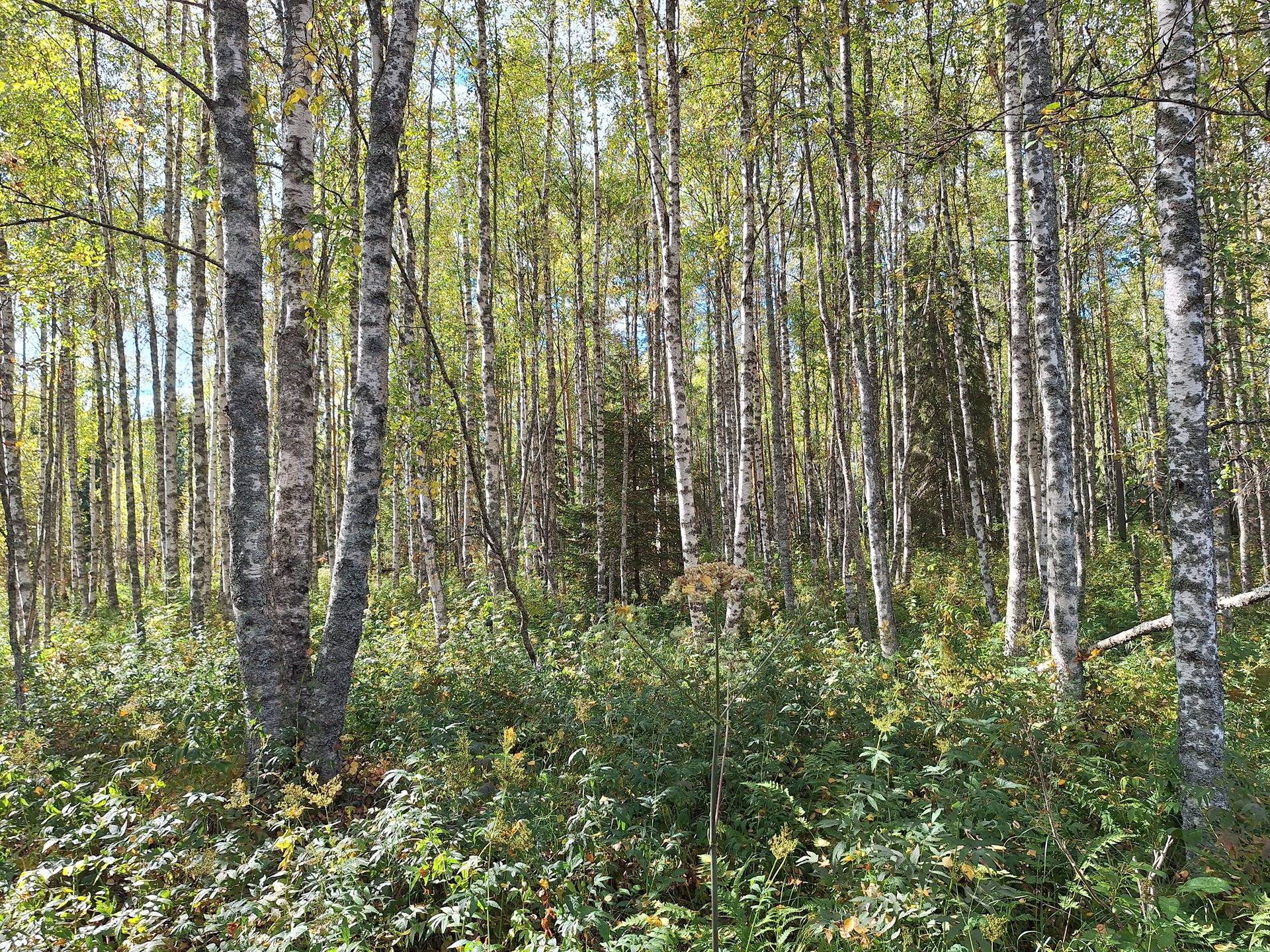 Alaoja 317-402-9-20 1