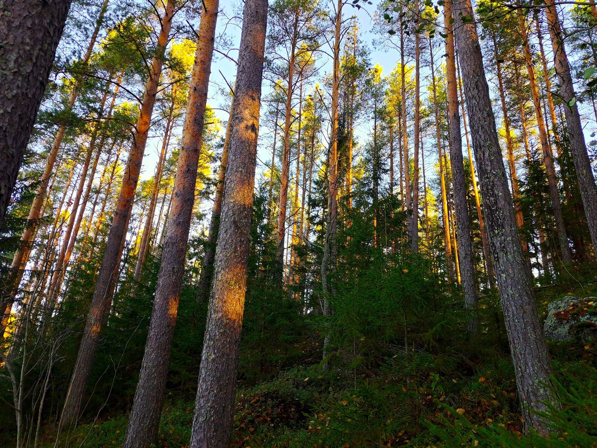 Omslagsbild för objektet Lestijärvi Syri SAVIKALLIO 27:27, metsää 13,13 ha ja peltoa 5,63 ha
