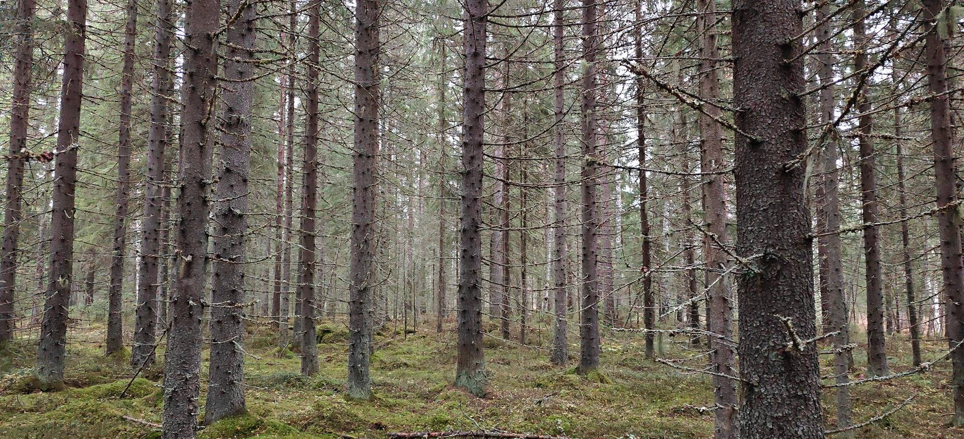 Kansikuva kohteelle Kärnä, Kähärä  931-408-5-36 määräala & Tyynelä 931-408-5-34 määräala
