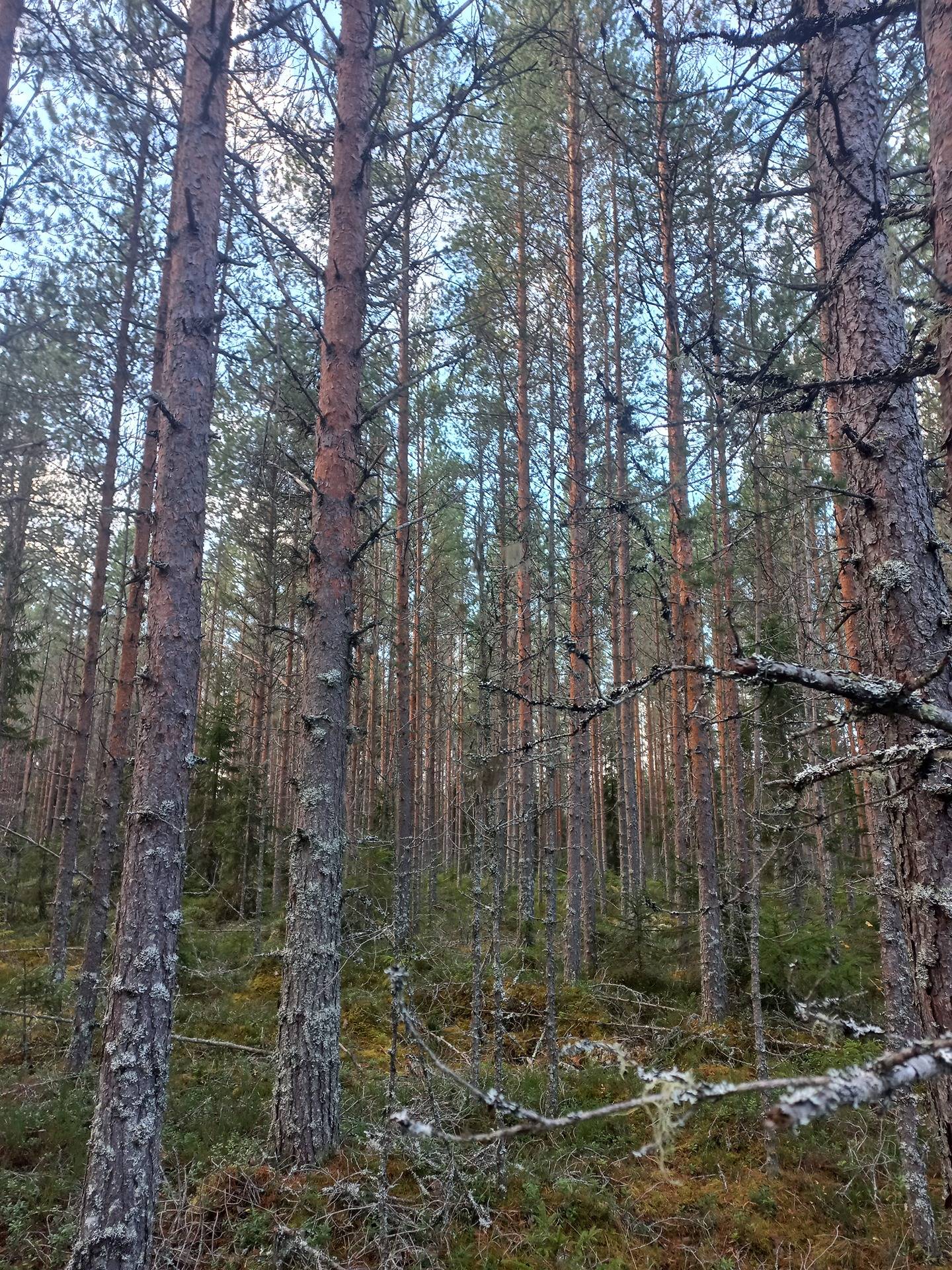 Kurikka Säntinoja 301-408-7-332 määräala ja Säntintöyrä 301-408-7-335 määräala 1