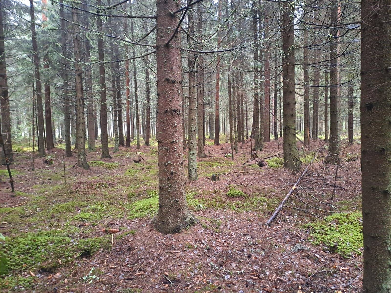 Björkback 10:97, Övermalax 1