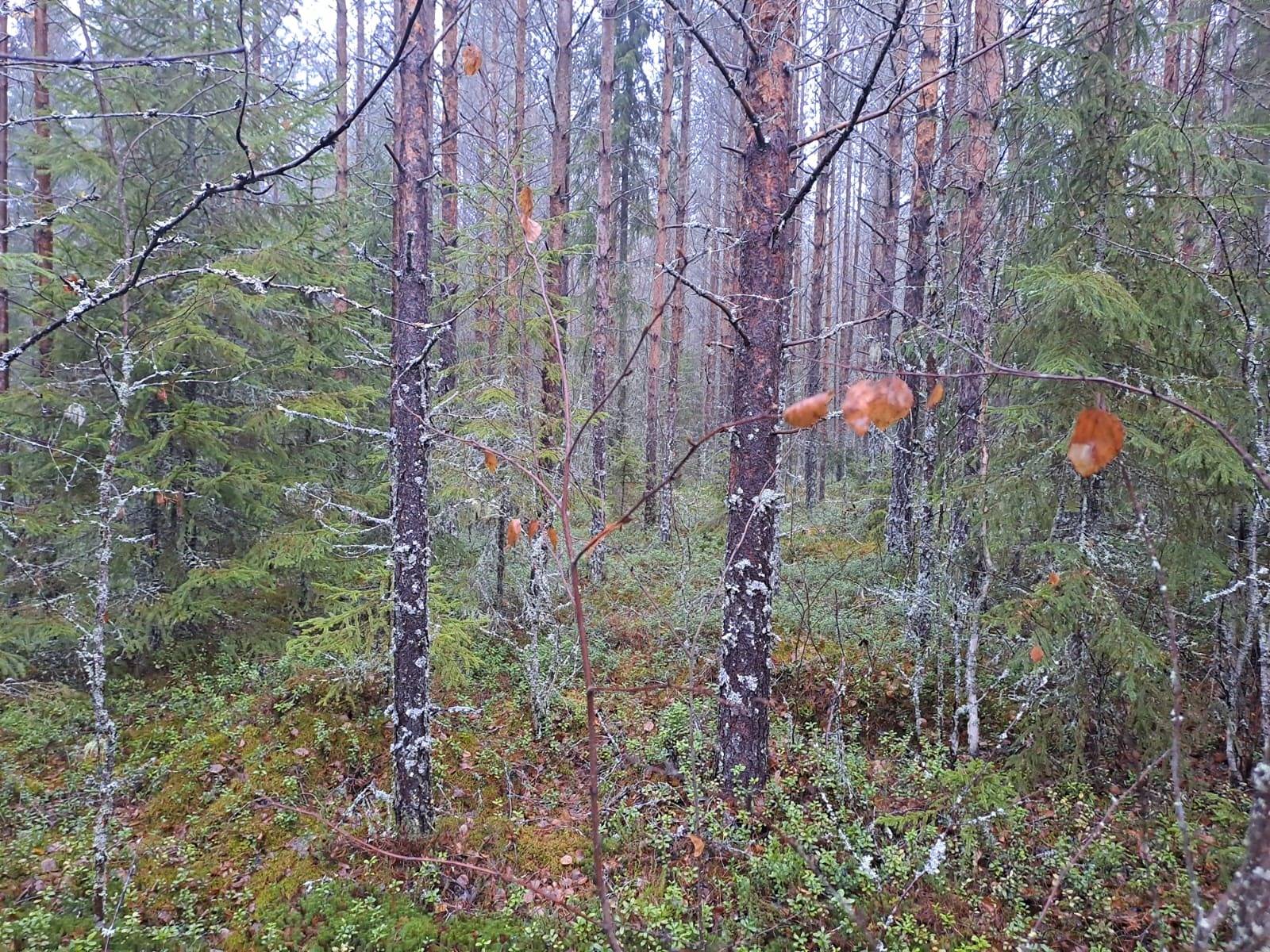 Tallback 10:80, Övermalax 1