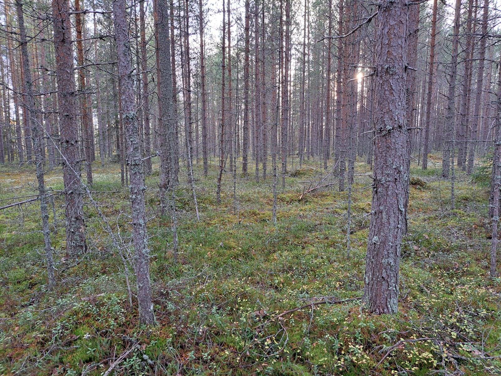 Marjon palsta 564-420-90-8 1