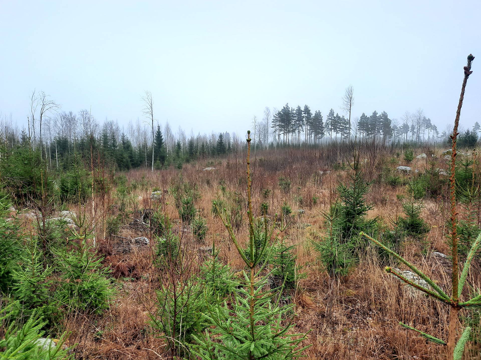 Kantometsä 2:43 ja Kantopalsta 5:61 1