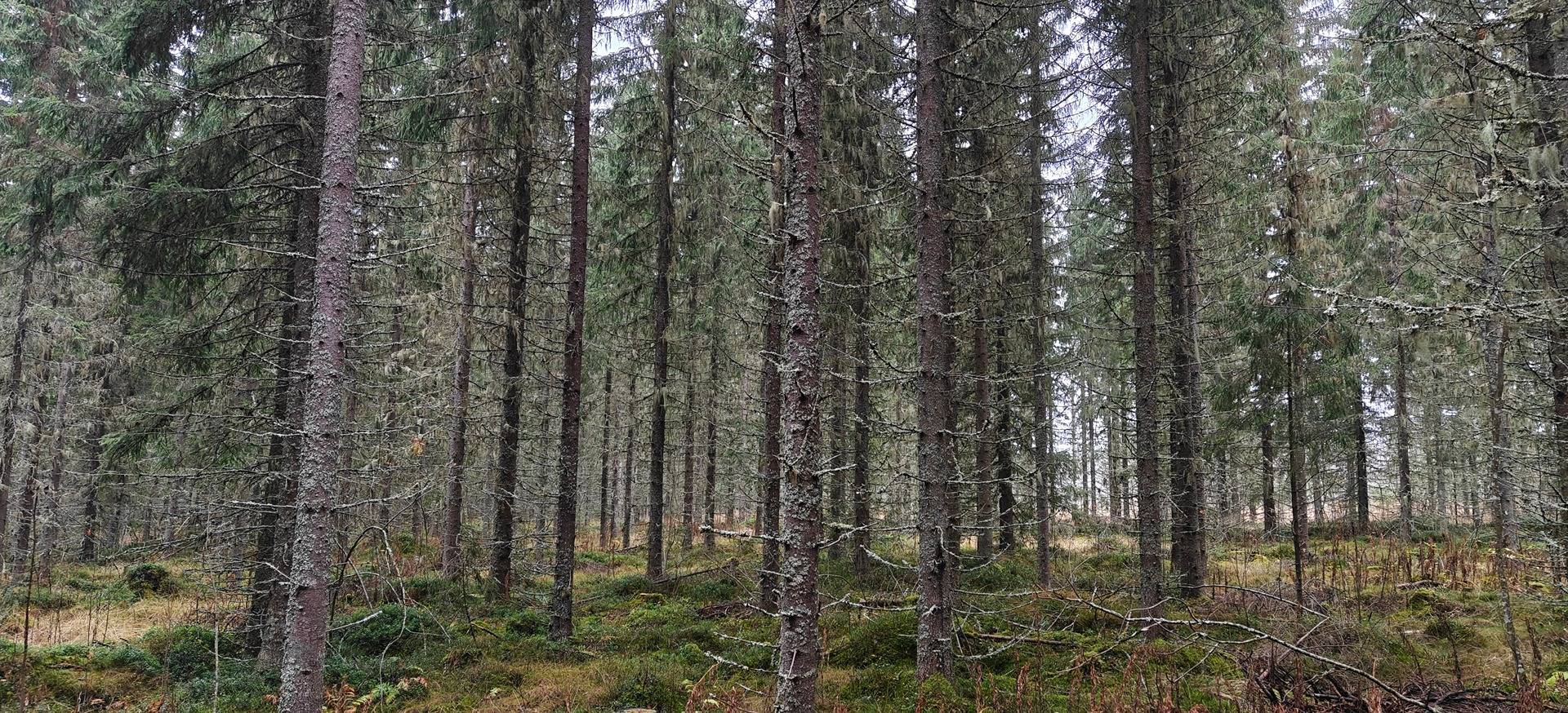 Jäpänranta, Jäpänkagas 256-401-5-250 & Vanhapaikka 256-401-5-304 1