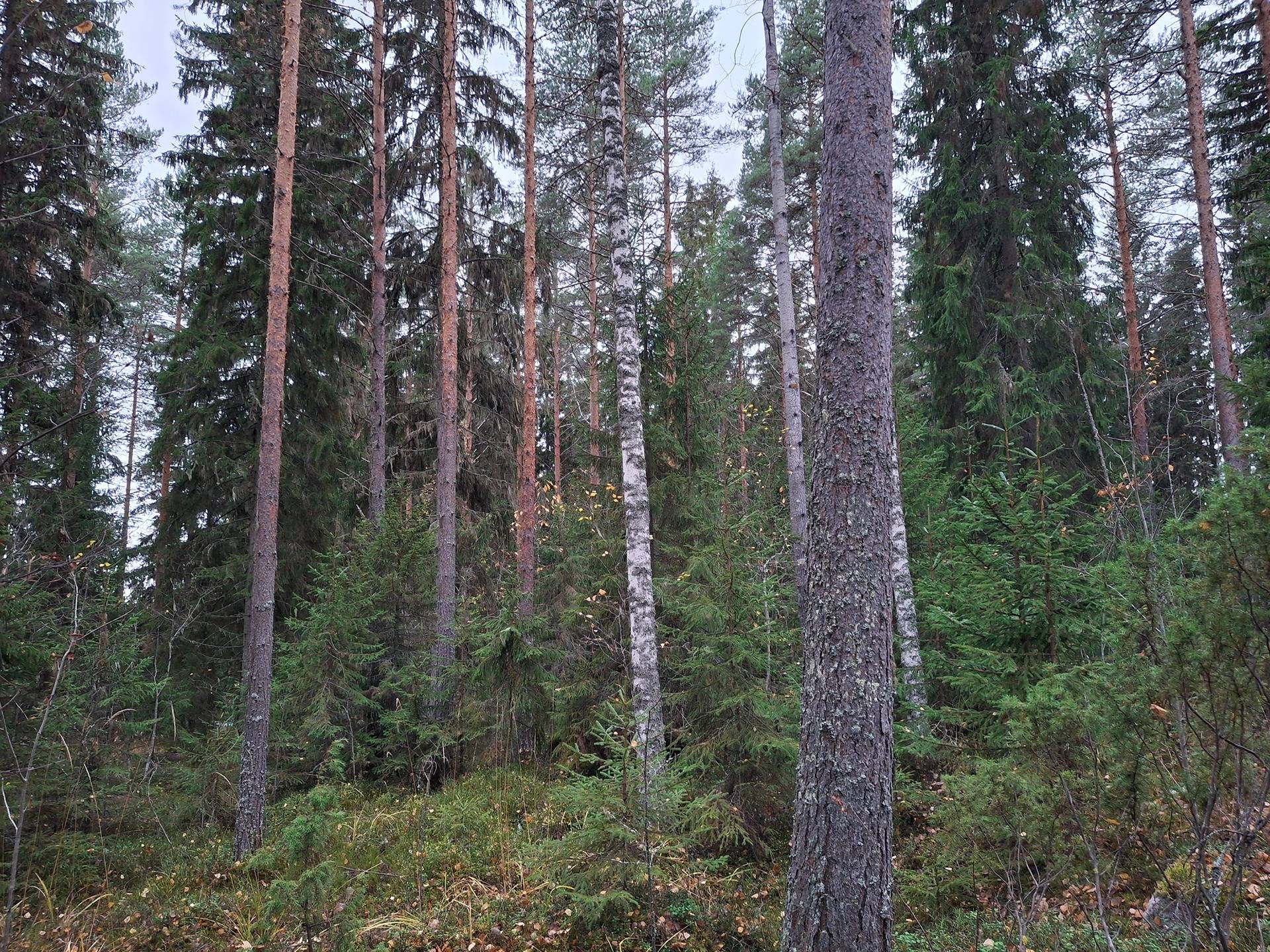 Laajaranta,Näppälä 992-460-2-275 1