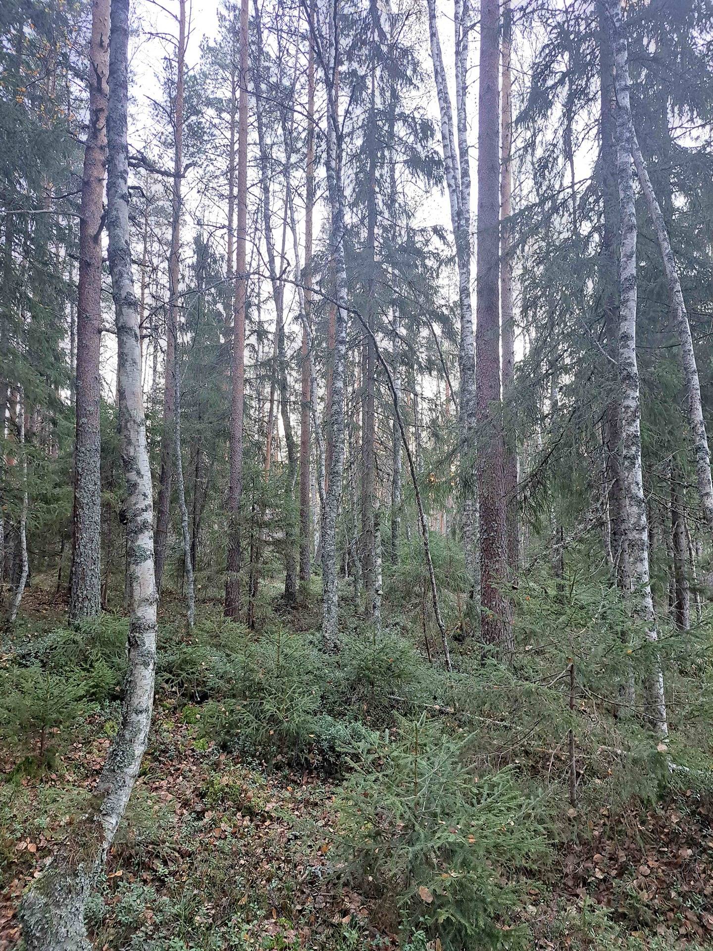 Omslagsbild för objektet YLITALO OSA 151-405-5-60