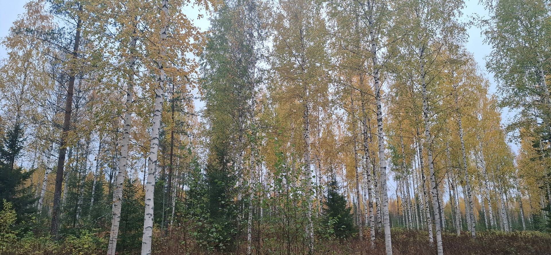 911-402-56-21, KALALA Määräala, Pajukoski 1
