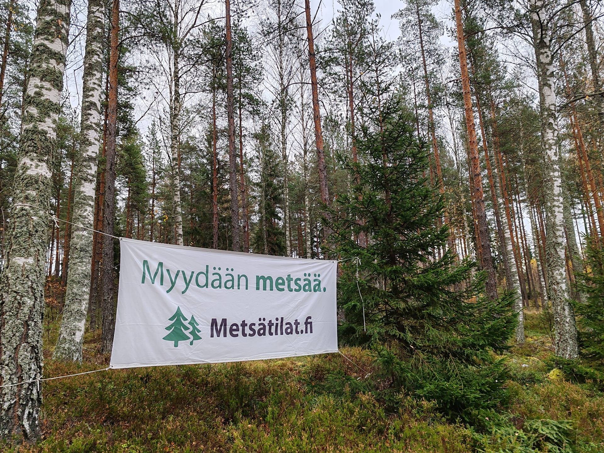 Metsätila Kalliola 1:43, Salo, Latokartano 1