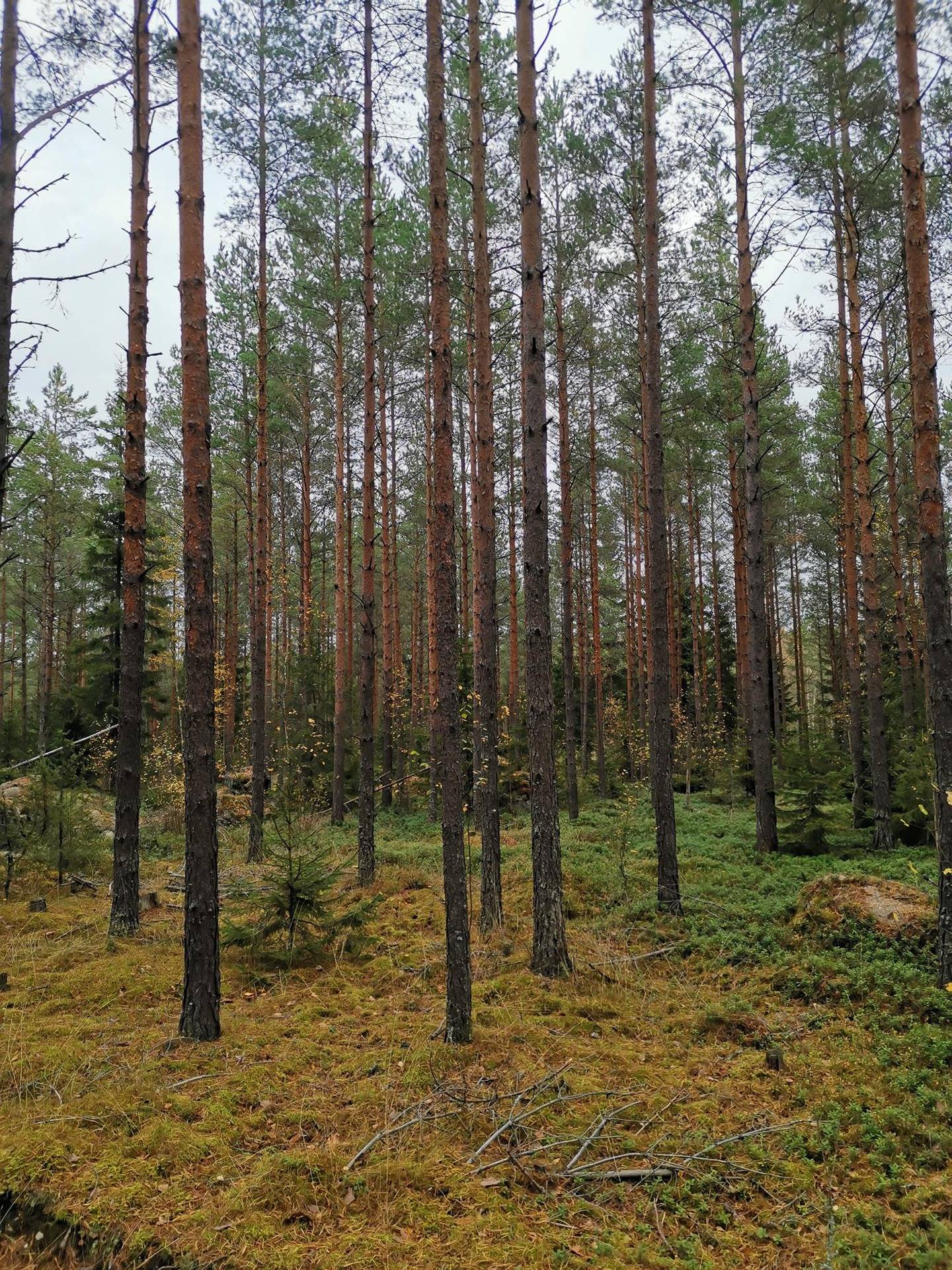 Metsätila: 7,289 ha; Riihimäki; 503-413-1-48, Mynämäki, Kaiunkalliontie. 1